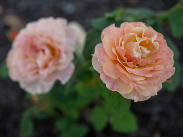 Catherine's Roses from the Hershey Gardens.