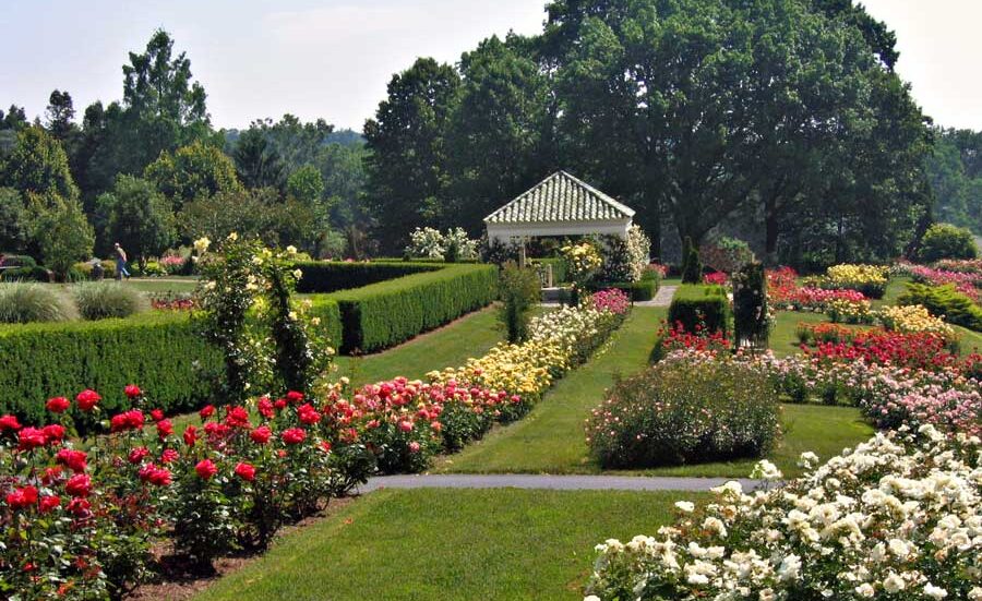 Hershey Gardens roses and gazebo