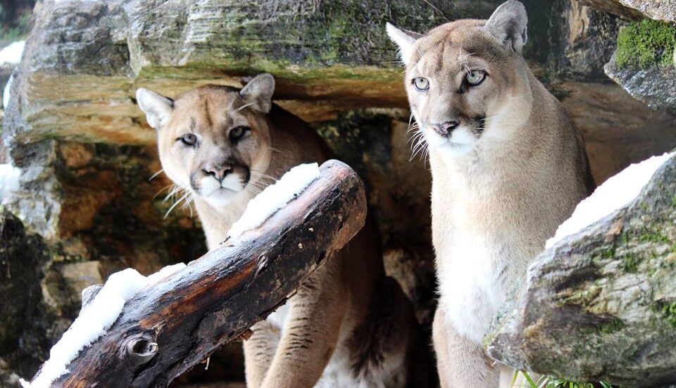 Cougars at ZooAmerica